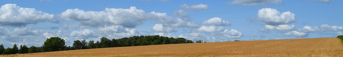 Getreide im Sommer mit Wolken